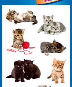 Avery AV-55971 Papieretiket Z-design Kids Pakje A 3 Vel Katten Foto