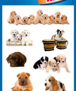 Avery AV-55972 Papieretiket Z-design Kids Pakje A 3 Vel Honden Foto