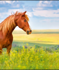 Kangaro K-0014D117 Buro-onderlegger PP 38x58cm Paard