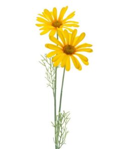 Kunstbloem Madeliefje 56 cm Geel/Zijde