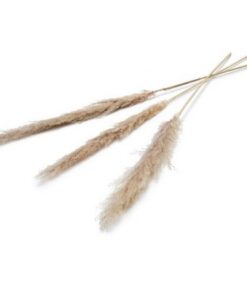 Pampas Kunstbloem 150 Cm Set Van 3 Naturel