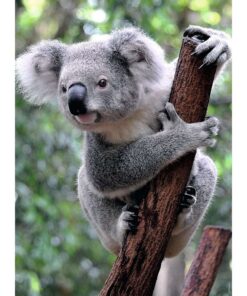 Ravensburger Puzzel Panda en Koala 2x500 Stukjes